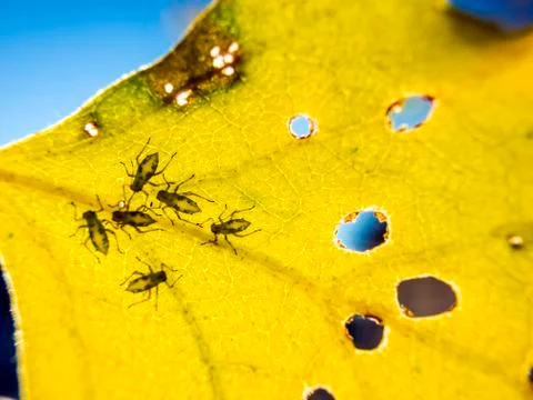 Natural background Stock Photos
