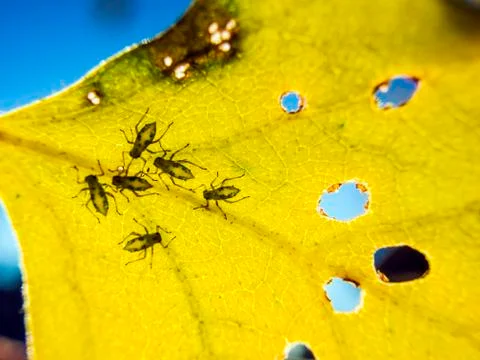 Natural background Stock Photos