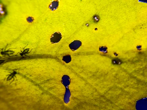 Natural background Foto stock