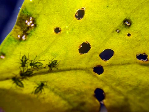 Natural background Foto stock