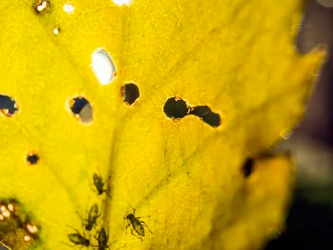 Natural background Stock Photos