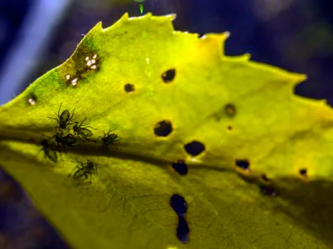 Natural background Stock Photos