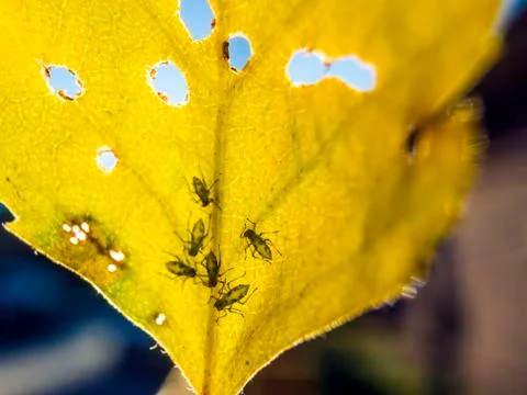 Natural background Foto stock