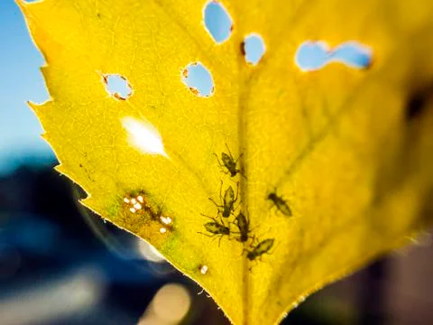 Natural background Stock Photos