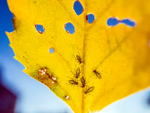 Natural background Stock Photos
