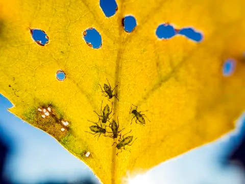 Natural background Stock Photos