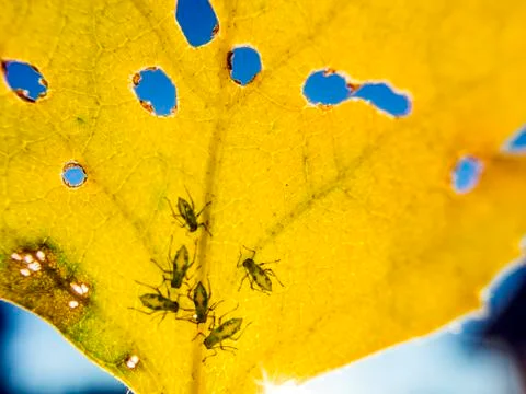 Natural background Stock Photos