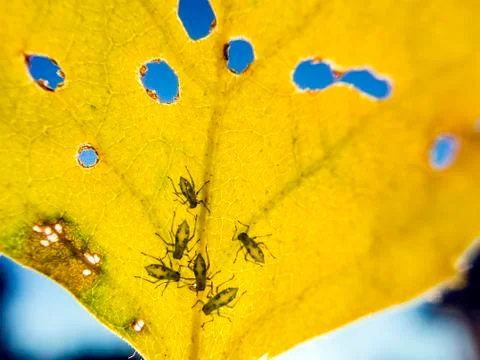 Natural background Stock Photos