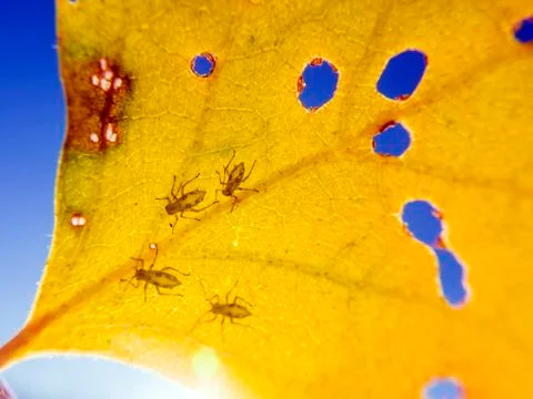 Natural background Stock Photos