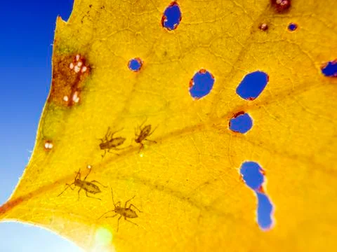 Natural background Foto stock