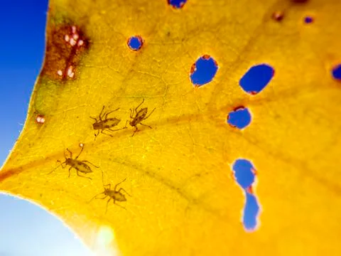 Natural background Stock Photos