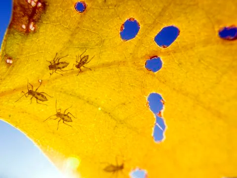 Natural background Foto stock