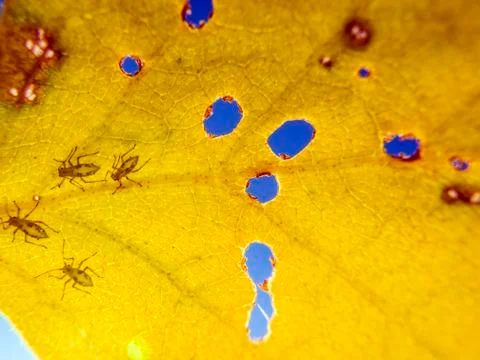 Natural background Stock Photos