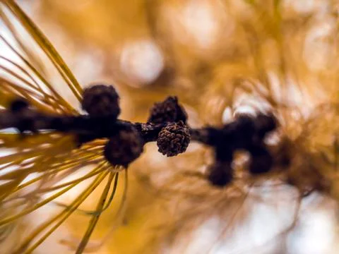 Natural background Foto stock