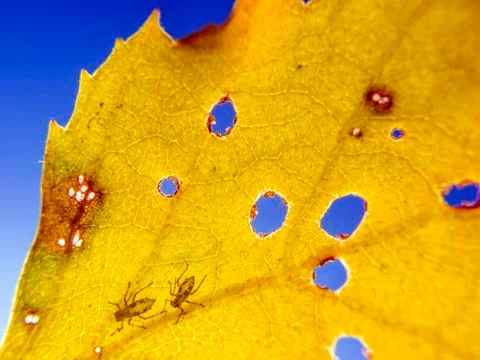 Natural background Stock Photos