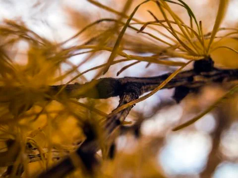 Natural background Stock Photos