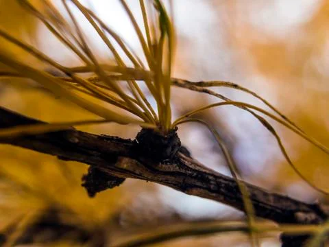 Natural background Stock Photos