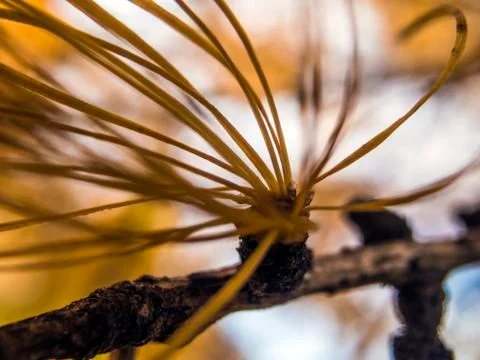 Natural background Stock Photos