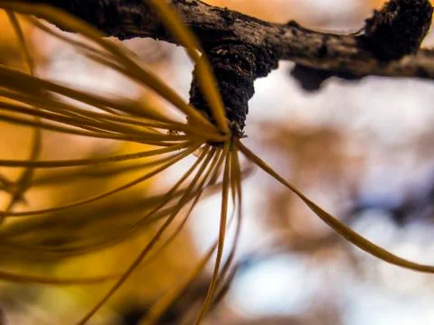 Natural background Stock Photos