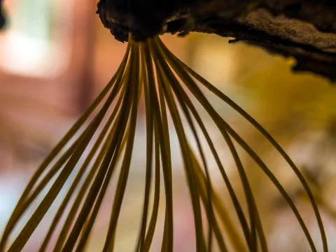 Natural background Foto stock