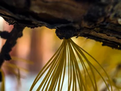 Natural background Stock Photos