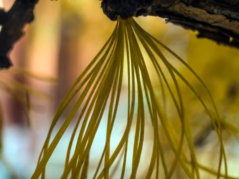 Natural background Foto stock