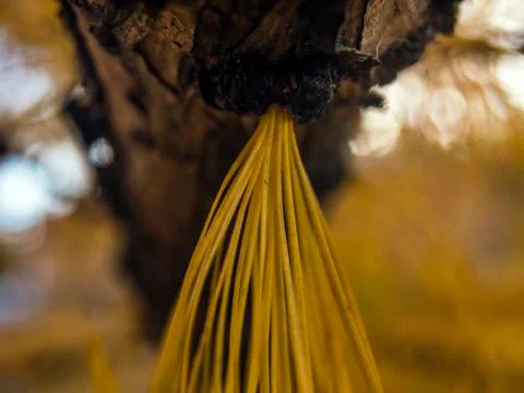 Natural background Stock Photos