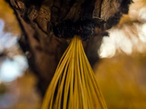 Natural background Foto stock