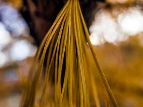 Natural background Stock Photos