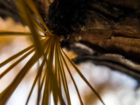 Natural background Stock Photos