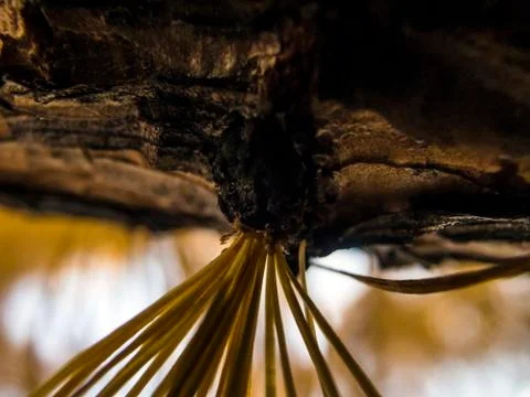 Natural background Stock Photos