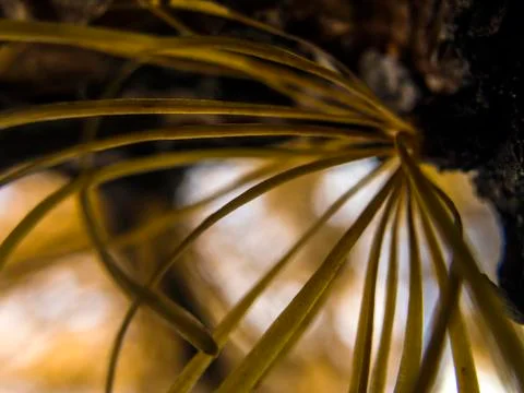 Natural background Stock Photos