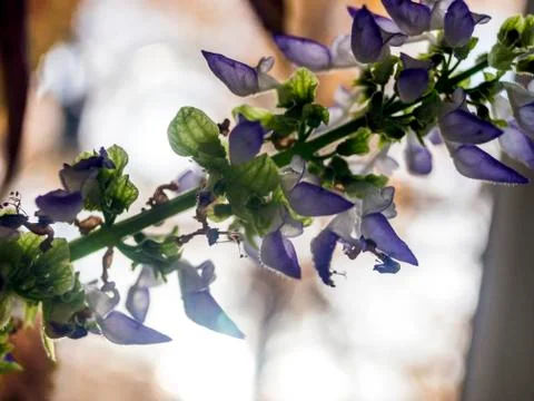 Natural background Stock Photos