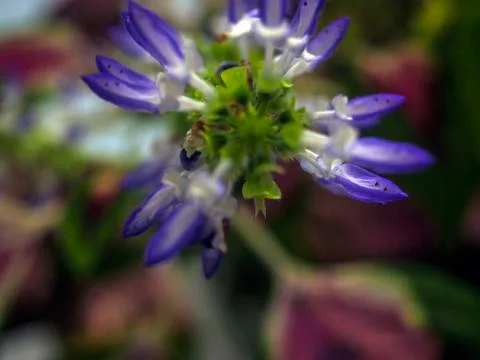 Natural background Stock Photos