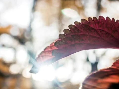 Natural background Stock Photos