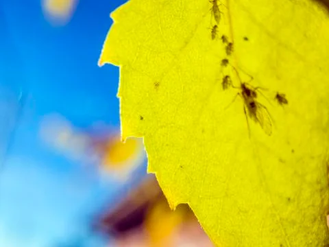Natural background Stock Photos