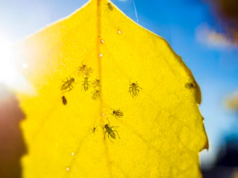 Natural background Stock Photos