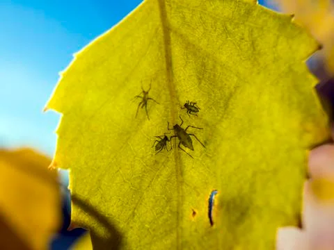 Natural background Stock Photos