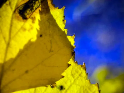 Natural background Stock Photos