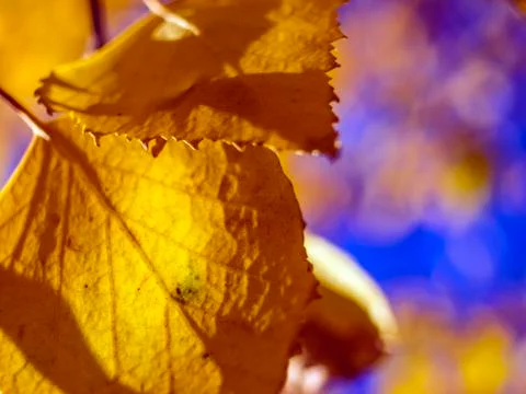 Natural background Stock Photos