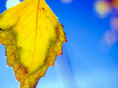 Natural background Stock Photos