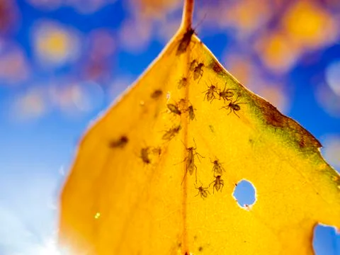Natural background Stock Photos