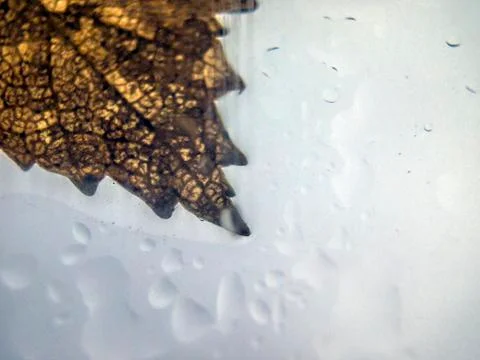 Natural background Stock Photos