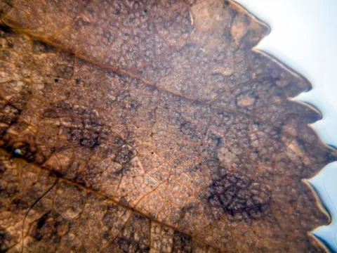 Natural background Stock Photos