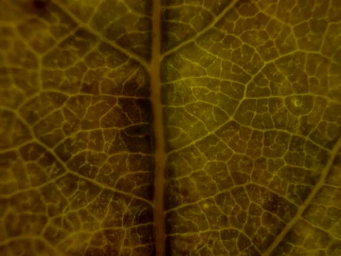 Natural background Stock Photos