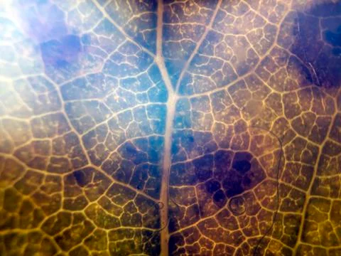 Natural background Stock Photos