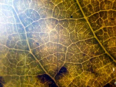 Natural background Stock Photos