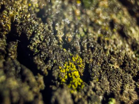 Natural background Stock Photos