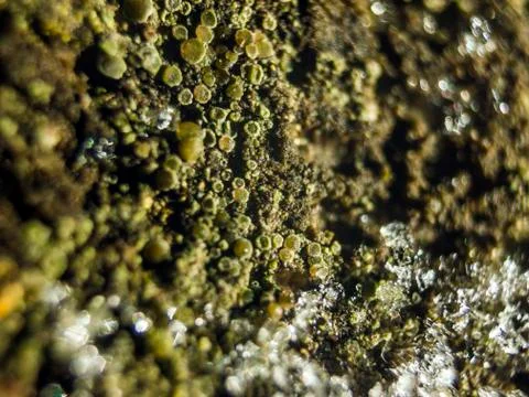 Natural background Stock Photos