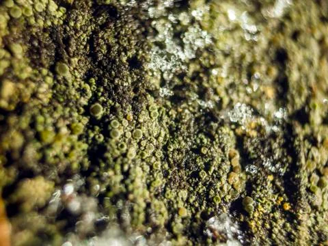 Natural background Stock Photos